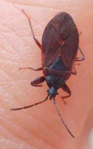 Gastrodes grossipes